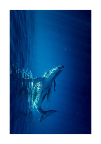 Poster A4 - Exposição do Rio ao Mar