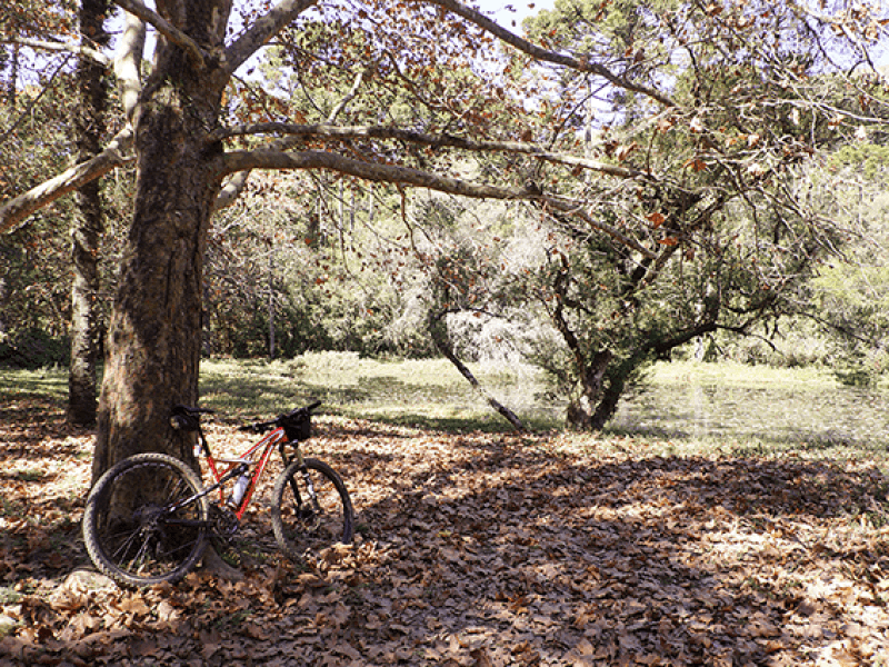 Quadro decorativo - Bike no Outono